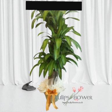 TW 10003 พวงหรีดต้นไม้